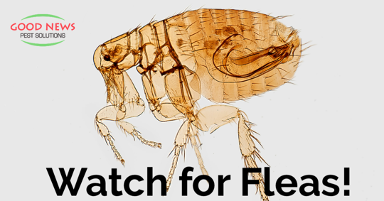 Watch for Fleas!