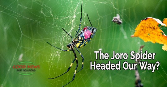 a large, colorful Joro spider in its web.