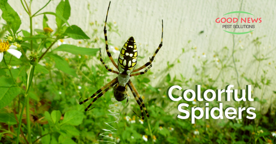 Colorful Spiders