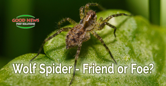 Wolf Spider - Friend or Foe?