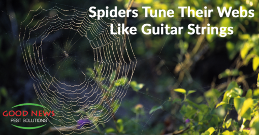 Spiders Tune Their Webs Like Guitar Strings