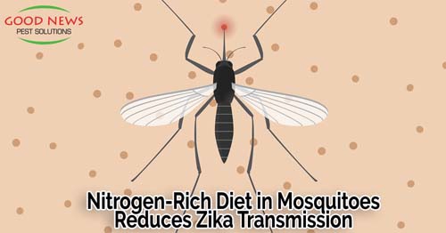 image features an illustration of a mosquito, drawn in black, highlighted with a small red dot on its head.