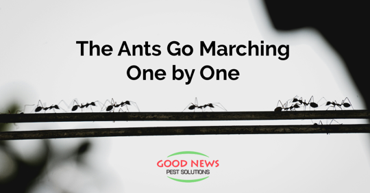 Ants