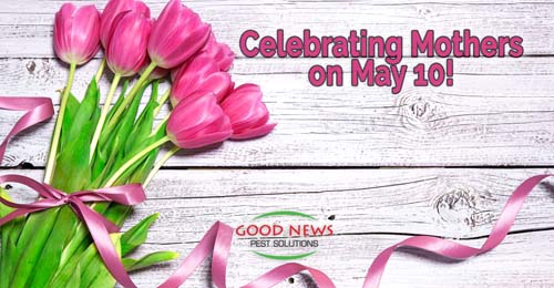 A bouquet of pink tulips adorns the image,