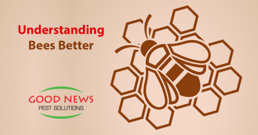 Understanding Bees Better