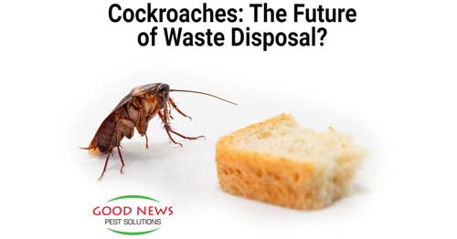 Cockroaches: The future of waste disposal?