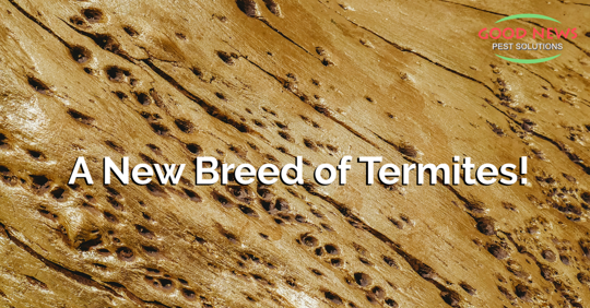A New Breed of Termites!
