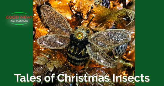Tales of Christmas insects