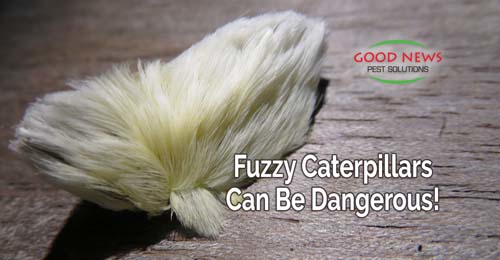A fuzzy white caterpillar is shown, likely the Southern Flannel moth caterpillar.