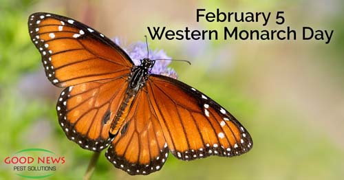 a Western Monarch butterfly on a purple flower.