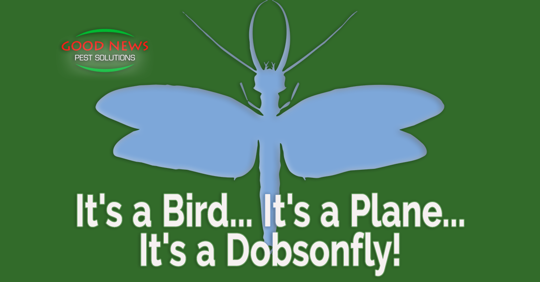 It’s a bird...it’s a plane...it’s a Dobsonfly!