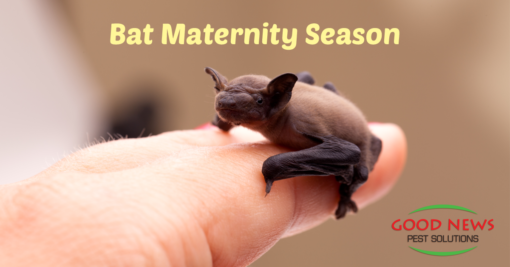 Bat Maternity Season