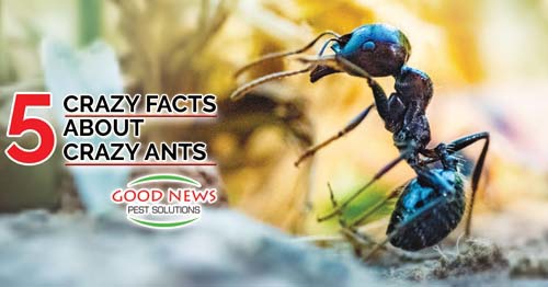 A close-up photo of a black ant is shown on a page about crazy ants.