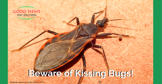 Beware of Kissing Bugs!