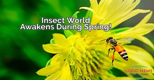 Insect world awakens during spring