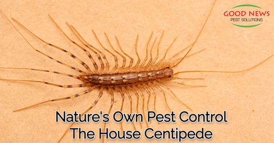 A house centipede with many legs