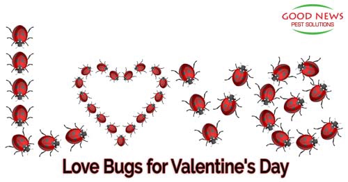 the image featuring cartoon lovebugs forming the word "love" and a heart.