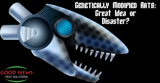 Genetically-Modified Rats: Great Idea or Disaster?