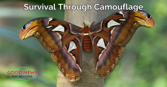 Survival Through Camouflage