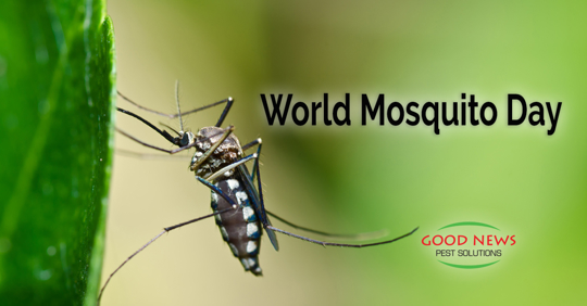 World Mosquito Day