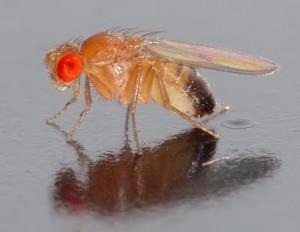 A fruit fly