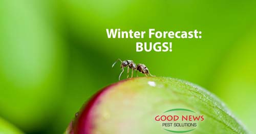 Winter forecast: Bugs!