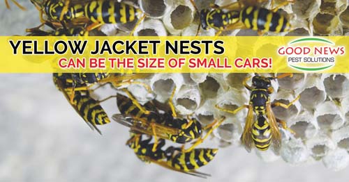 a yellow jacket nest with many yellow jackets swarming the honeycomb structure.