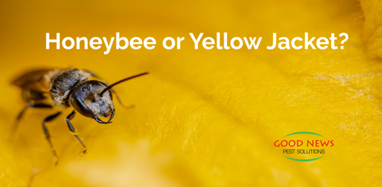 Honeybee or Yellow Jacket?