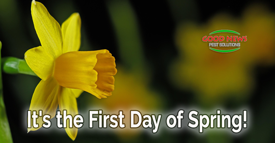 It's the First Day of Spring!