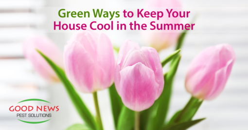 Green Ways to Keep Your House Cool in the Summer