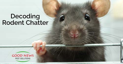 Decoding rodent chatter