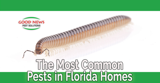 The Most Common Pests in Florida Homes – Part 4