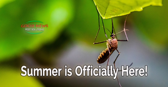 Summer Is Officially Here!