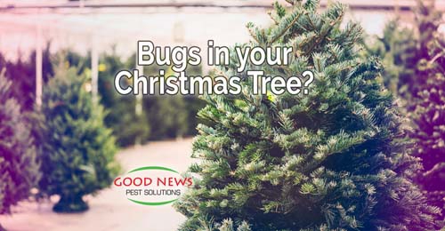 A collection of Christmas trees is the background for the text "Bugs in your Christmas Tree?"