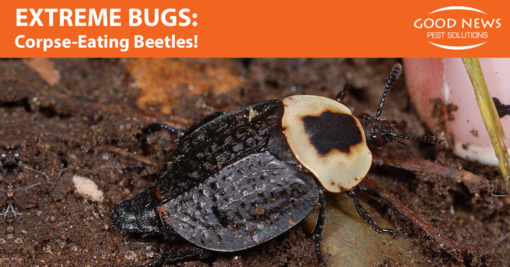 Extreme Bugs: American Carrion Beetles