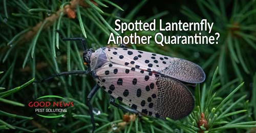 A spotted lanternfly is perched on a pine branch.