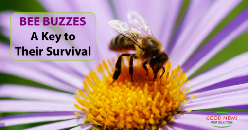 Bee Buzzes A Key to Their Survival