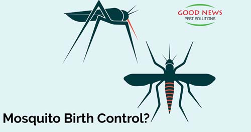 mosquito birth control?