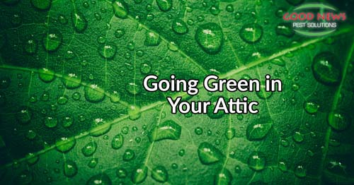 Going green in your attic