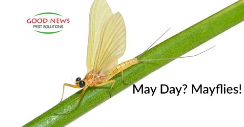 A mayfly rests on a stem,
