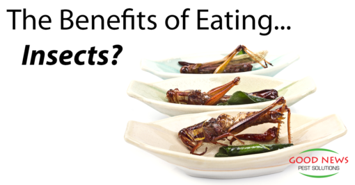 Three bowls filled with grasshoppers