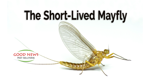 A close-up of a short-lived mayfly, yellow in color, with translucent wings.