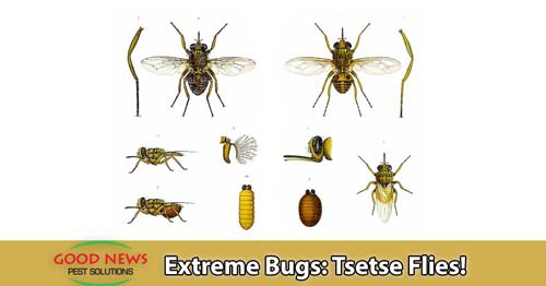 Extreme bugs