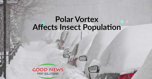 Polar vortex affects insect population