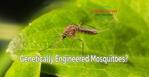 A mosquito rests on a green leaf,