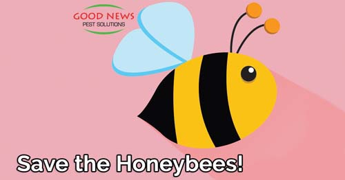 A friendly cartoon honeybee