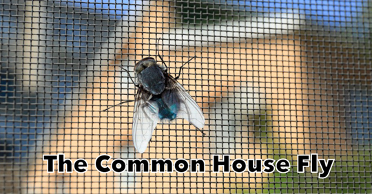 this is a common house fly