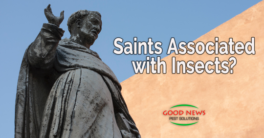 Saints Associated With Insects?