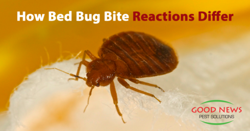 How Bed Bug Bite Reactions Differ