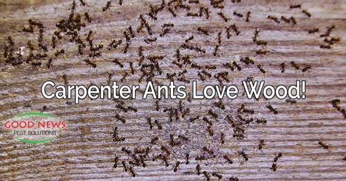 carpenter ants infesting wood, implying the damage they cause